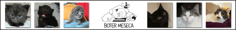 Boter meseca