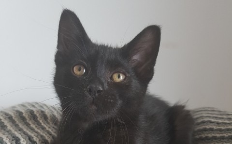 Rori