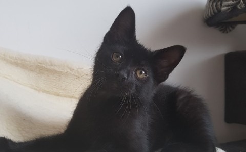 Rori