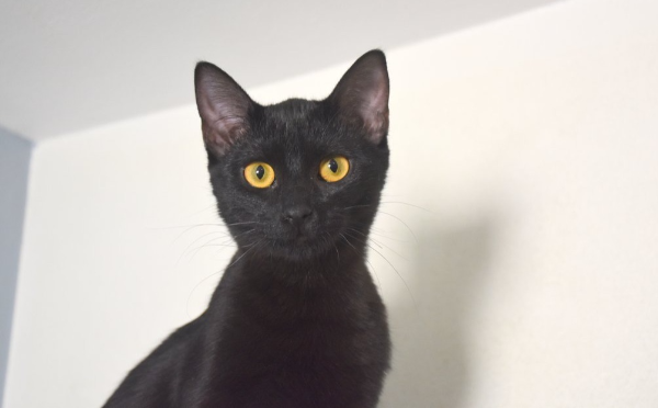 Blacky