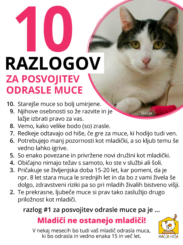 10 razlogov za posvojitev odrasle mačke