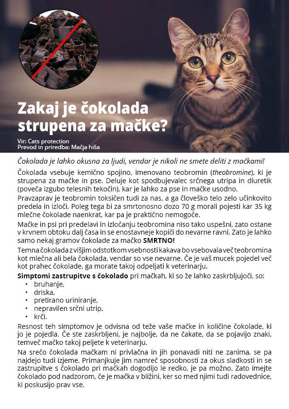 Zakaj je čokolada strupena za mačke?