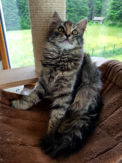 Maja
