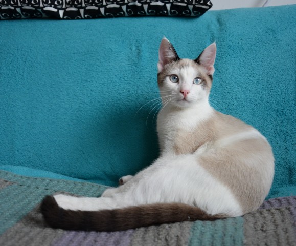 Finn