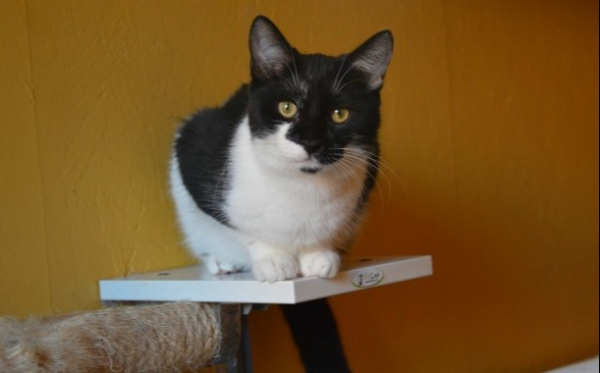 Oliver