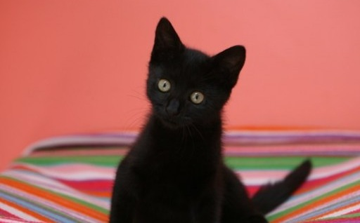 Buttercup
