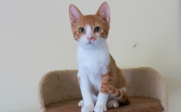 Ginger