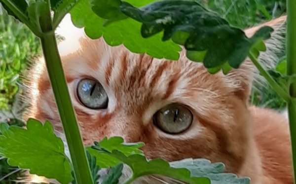 Sani