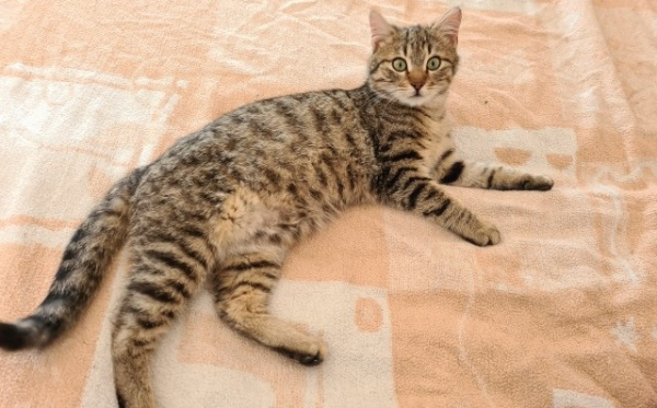 Pončo