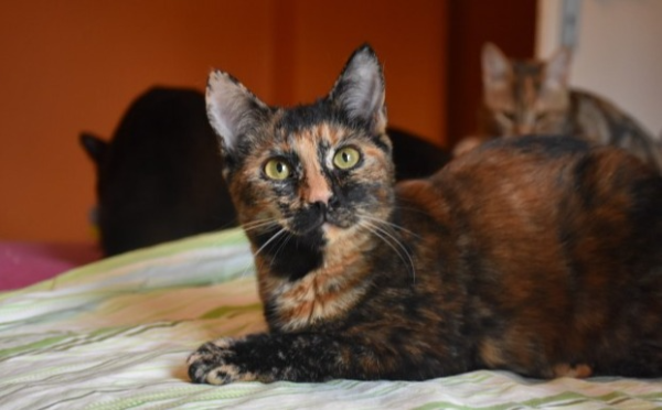 Jaffa
