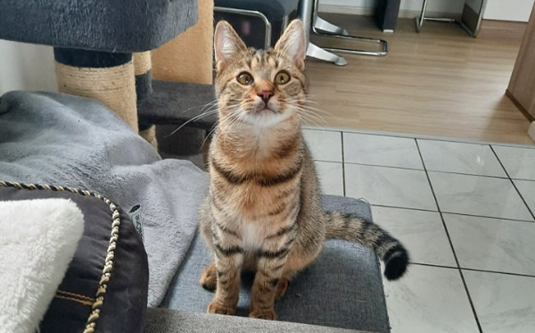 Bilbo