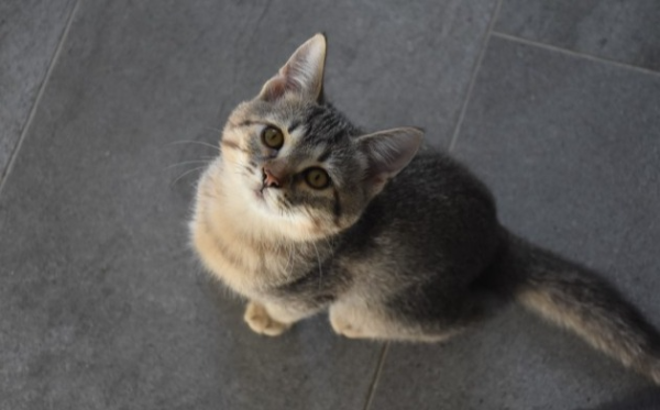 Mocca
