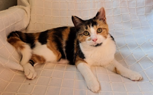 Lulu