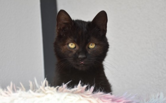 Zorro