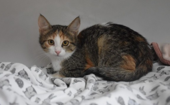 Kiki
