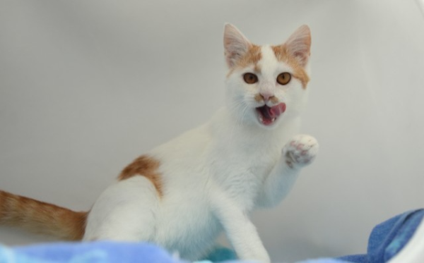 Ron, FeLV+