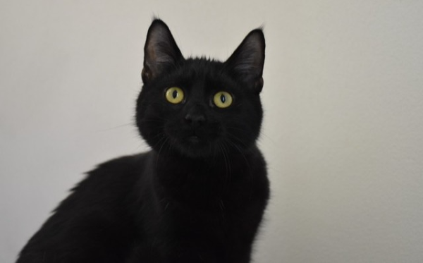 Oliver