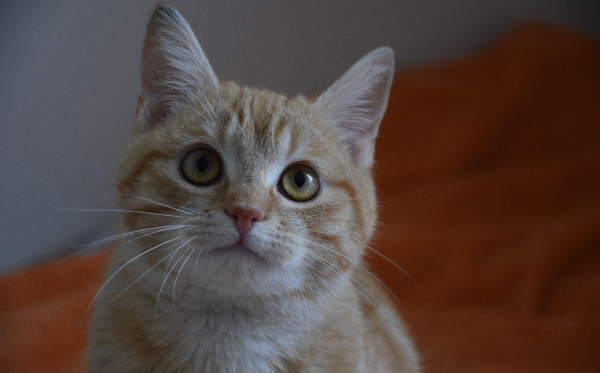 Simba