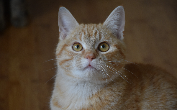Simba