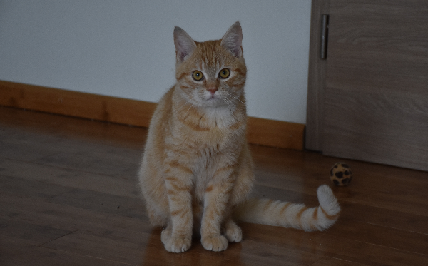 Simba