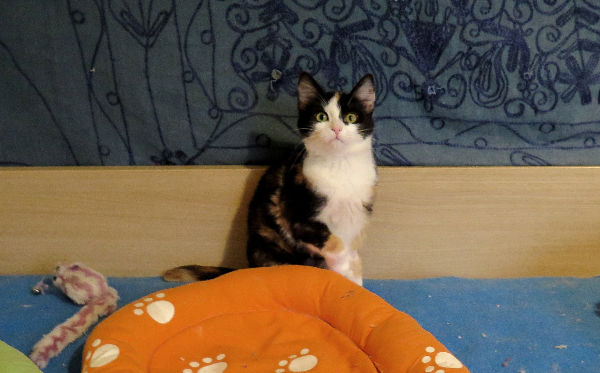 Amelie