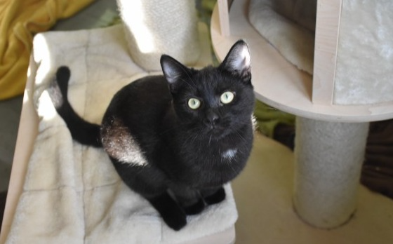 Merlin