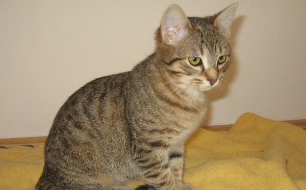 Talia