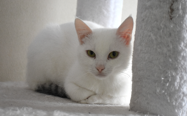 Kimba