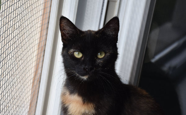 Rosie