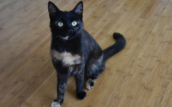 Rosie