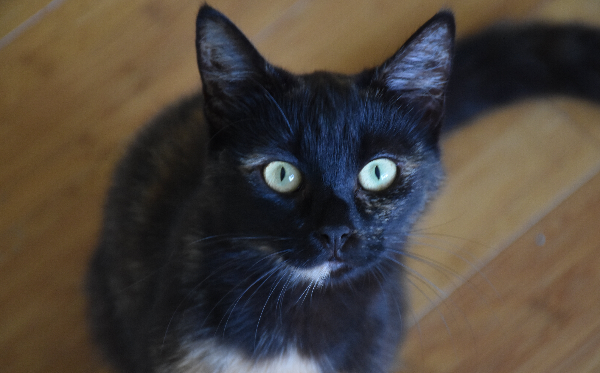Rosie