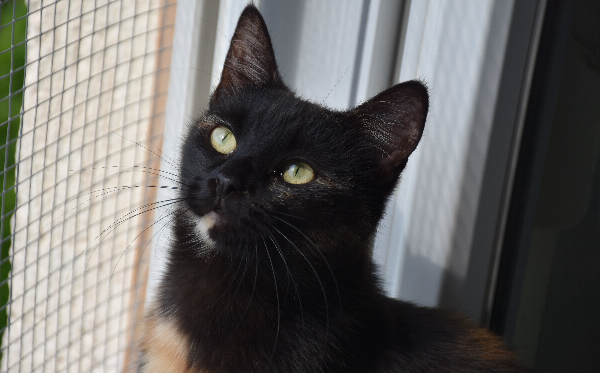 Rosie