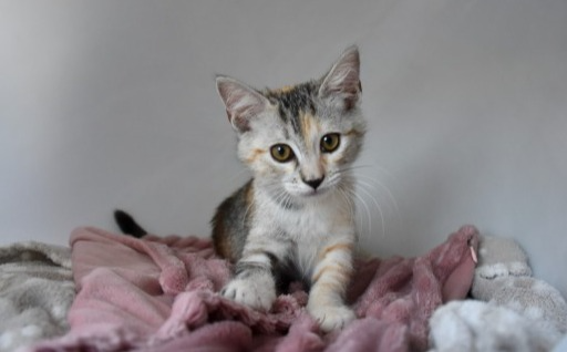 levkozica Mika
