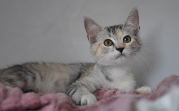 levkozica Mika