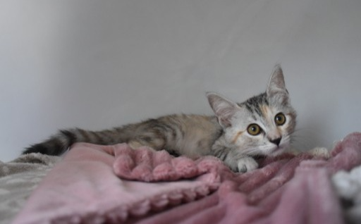 levkozica Mika