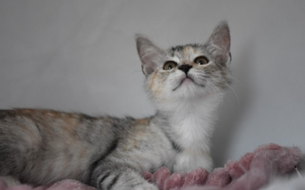 levkozica Mika