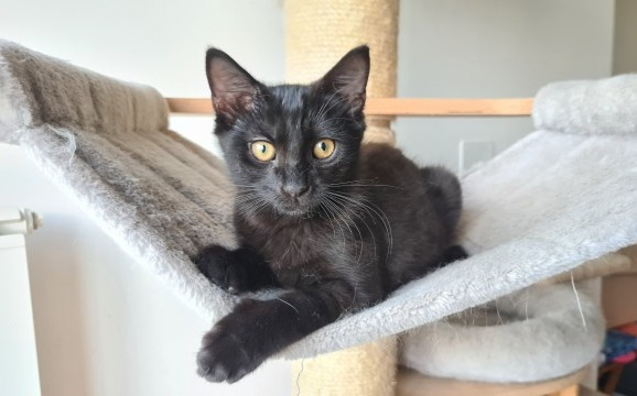 Kali