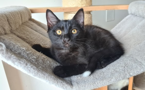 Kali