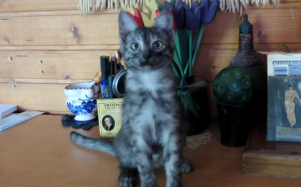 Stina