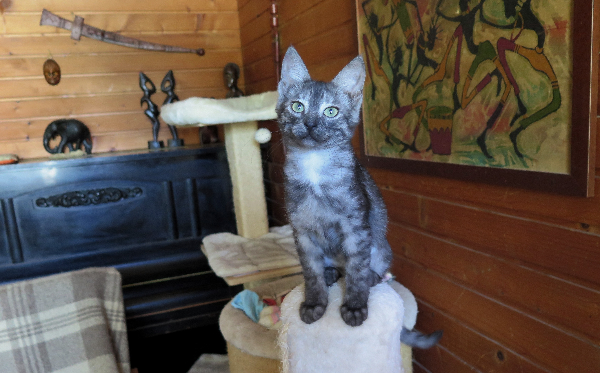 Stina