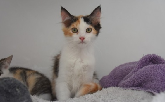 Zala in Zarja