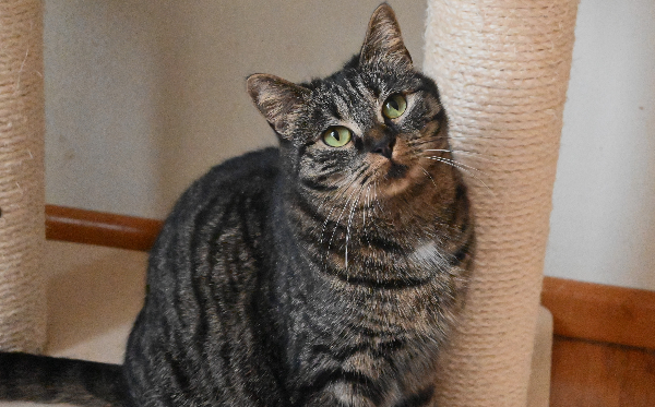Leni