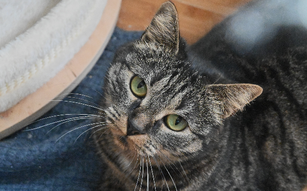 Leni