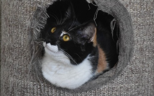 Suzi
