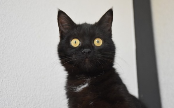 Diva