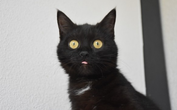 Diva