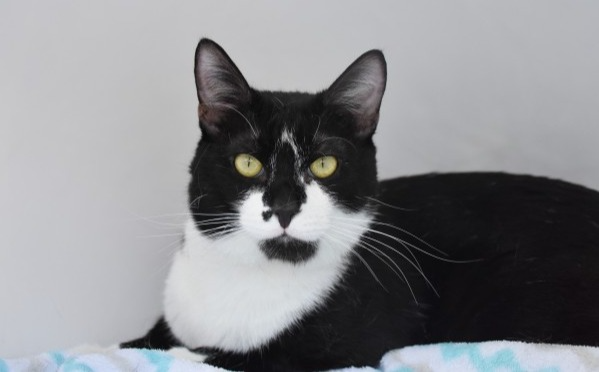 Oli