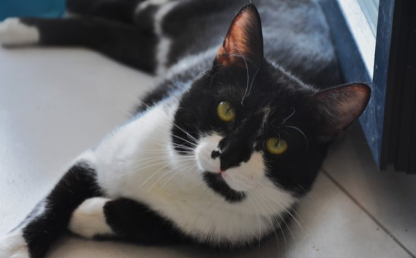 Oli
