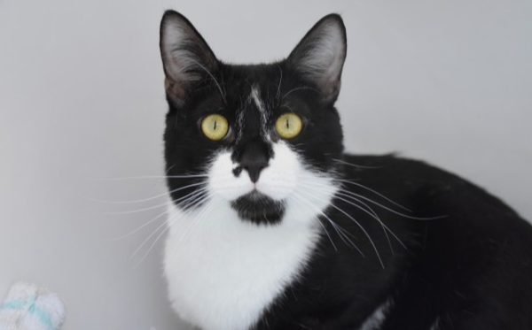 Oli