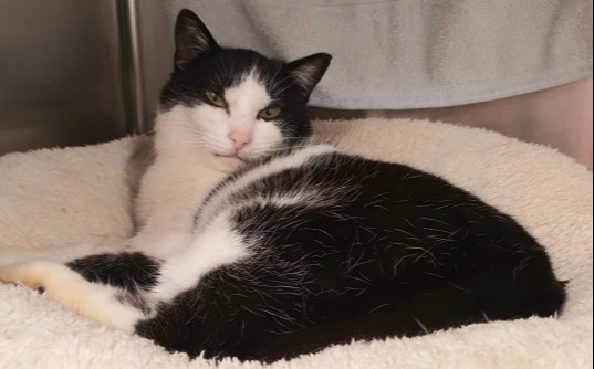 FIV+ tritačka Krofka